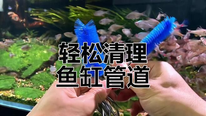 如何清洗西龍魚缸的管道（如何清洗西龍魚缸管道？）