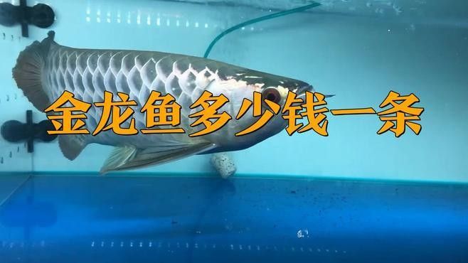 金龍魚批發(fā)價格如何（金龍魚價格表大全）