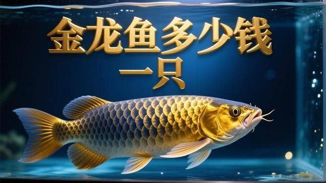 金龍魚批發(fā)價格如何（金龍魚價格表大全）