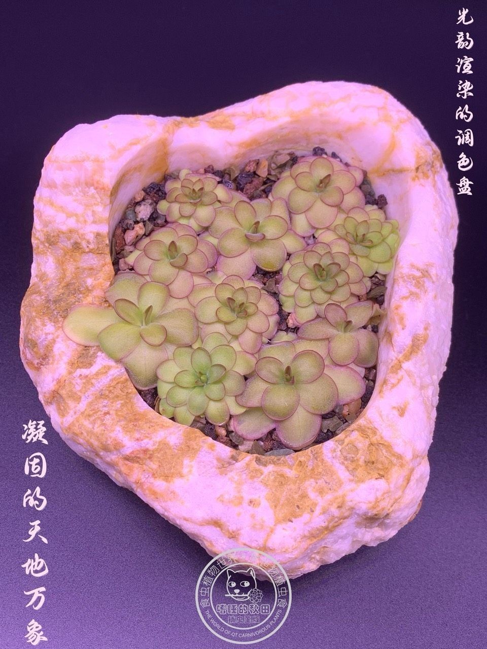 《捕蟲堇與靈璧石》第二彈（《捕蟲堇與靈璧石》第二彈是一本關于植物和石頭的科普書籍）
