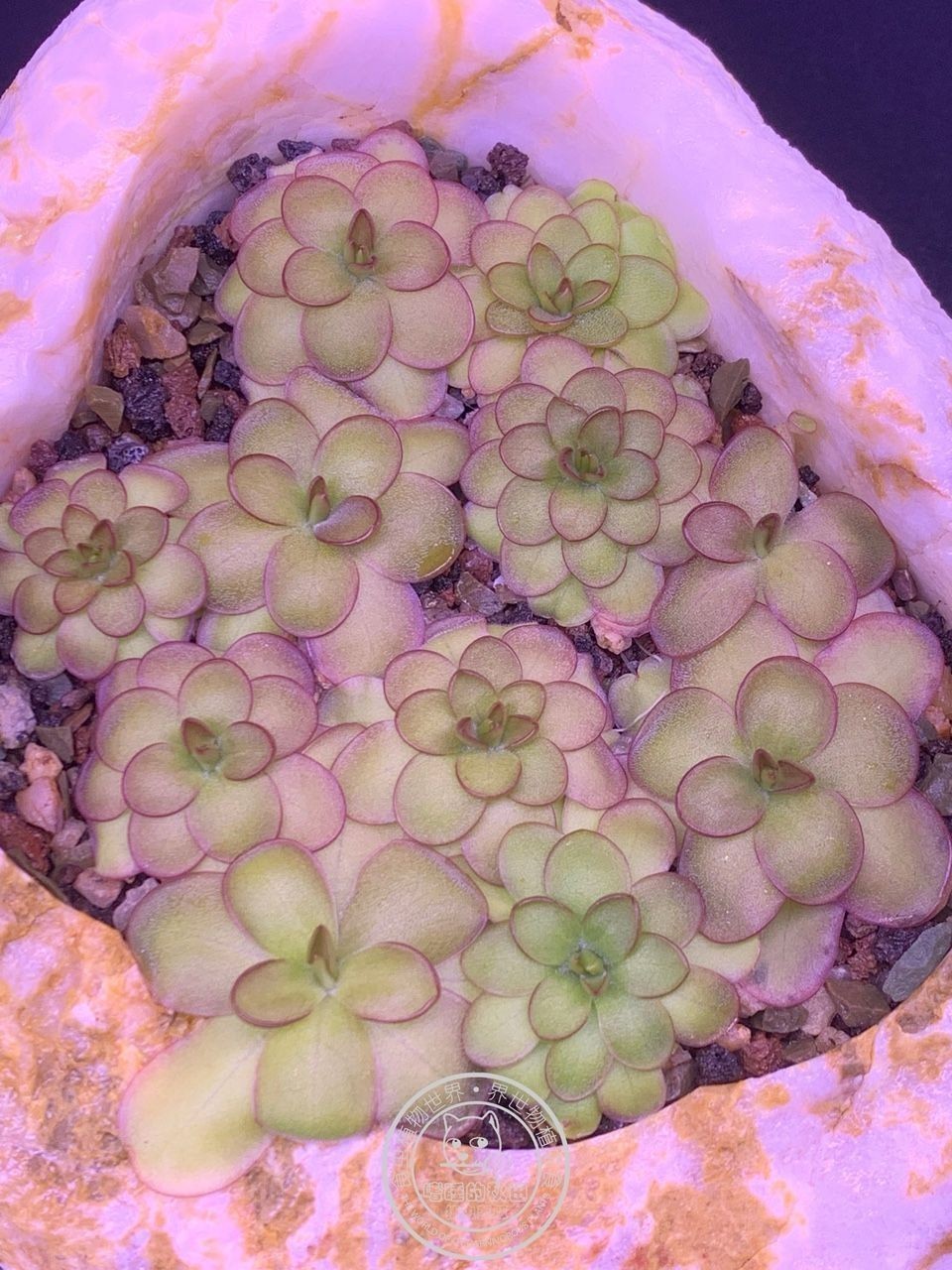 《捕蟲堇與靈璧石》第二彈（《捕蟲堇與靈璧石》第二彈是一本關于植物和石頭的科普書籍）