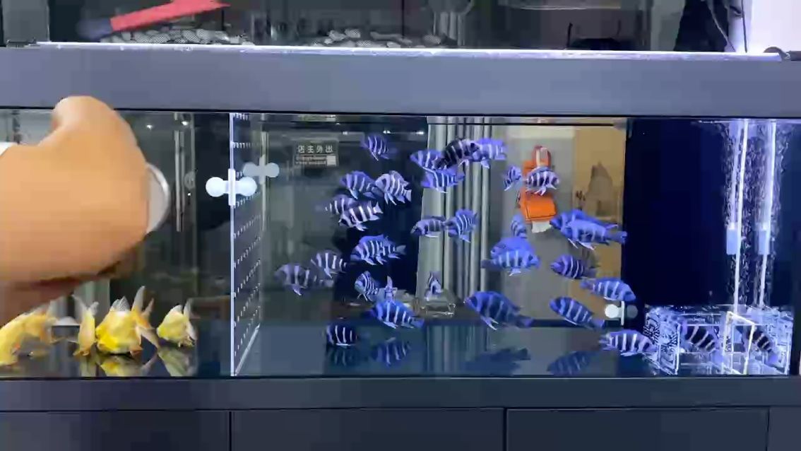 透缸養薩伊藍（缸養薩伊藍是一種流行的水族養殖方法，透缸養薩伊藍的日常）