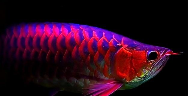 龍魚多久喂一次魚糧（龍魚的喂食頻率）