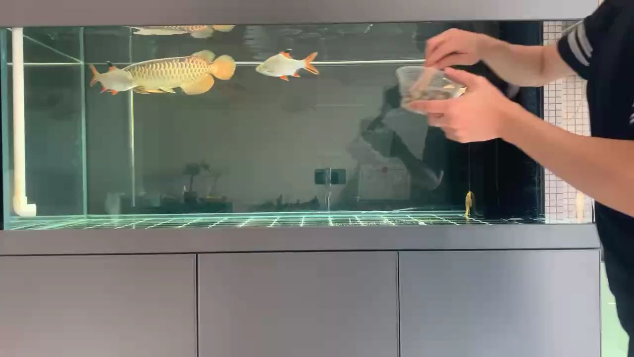只看手不缸丟下去的魚食（只看手不缸丟下去的魚食怎么辦）