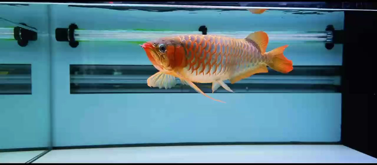 [dabing][dabing][dabing]（企業在數字化轉型過程中的創新策略） [dabing][dabing][dabing]（企業在數字化轉型過程中的創新策略） 龍魚論壇