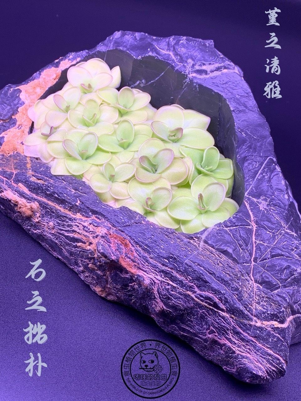 《捕蟲(chóng)堇與靈璧石》第一彈（捕蟲(chóng)堇與靈璧石第一彈是一本關(guān)于植物和石頭的科普書(shū)籍）