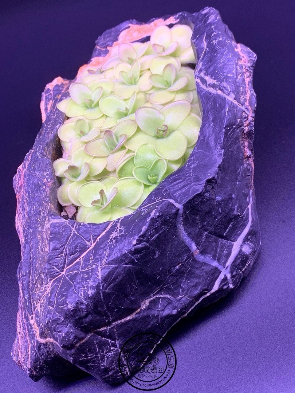 《捕蟲堇與靈璧石》第一彈（捕蟲堇與靈璧石第一彈是一本關于植物和石頭的科普書籍）