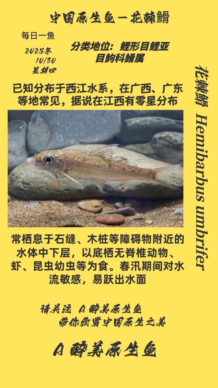 花棘?（棘?，又稱花棘魚或花棘石首魚，是一種美麗而獨(dú)特的魚類）
