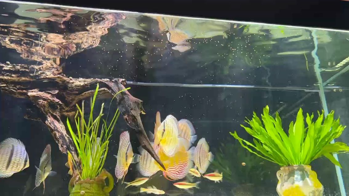 換大缸就是爽，難為的就是換水，太累了（換大缸就是爽，難為的就是換水）