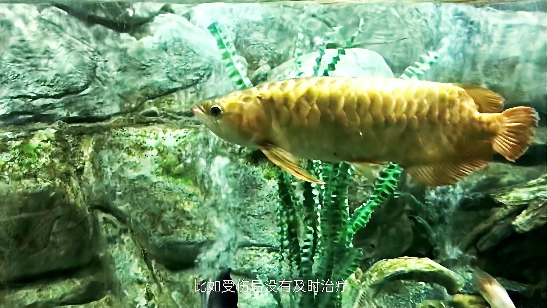 金龍魚眼睛凹陷需要多<strong><mark>久治</mark></strong>療（金龍魚眼睛凹陷的治療時間）