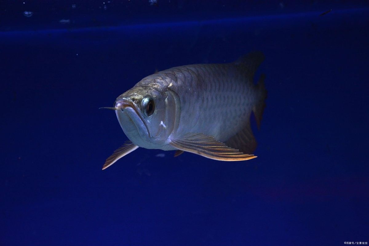 如何預防龍魚傳染病？（如何預防龍魚傳染病）