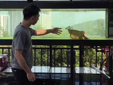 如何預防龍魚傳染病？（如何預防龍魚傳染病）