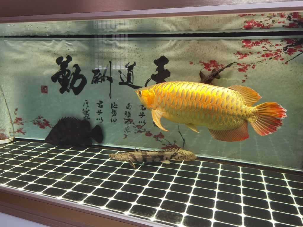 （人類對星際旅行的渴望與挑戰(zhàn)）