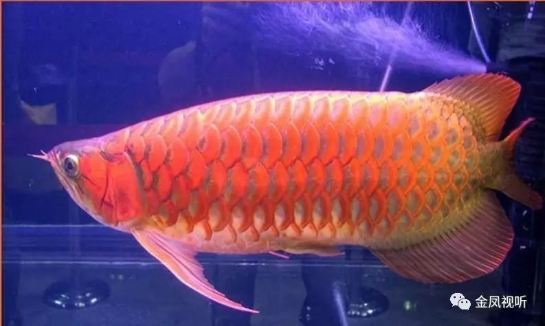 火龍魚壽命有多長（25種常見的家庭觀賞魚壽命大盤點(diǎn)）