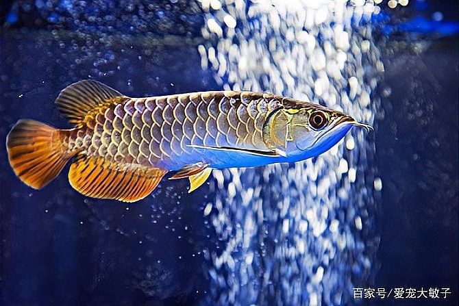 龍魚撞缸后多久會恢復活力（魚撞缸后多久能恢復活力，龍魚撞缸后多久能恢復活力）