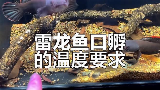 彩虹雷龍魚繁殖溫度應該如何控制（如何控制彩虹雷龍魚的繁殖溫度）