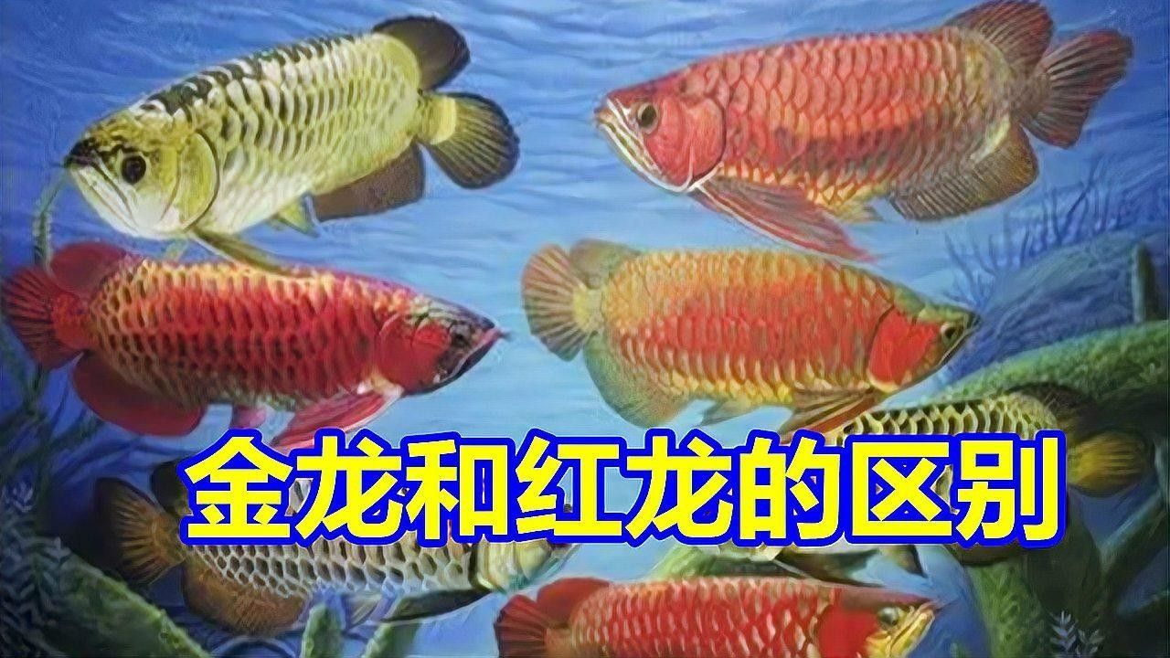 如何區(qū)分紅龍和過(guò)背金龍魚(yú)？（金龍魚(yú)和紅龍魚(yú)的區(qū)別）