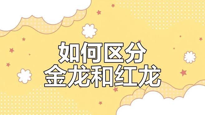 如何區(qū)分紅龍和過(guò)背金龍魚(yú)？（金龍魚(yú)和紅龍魚(yú)的區(qū)別）