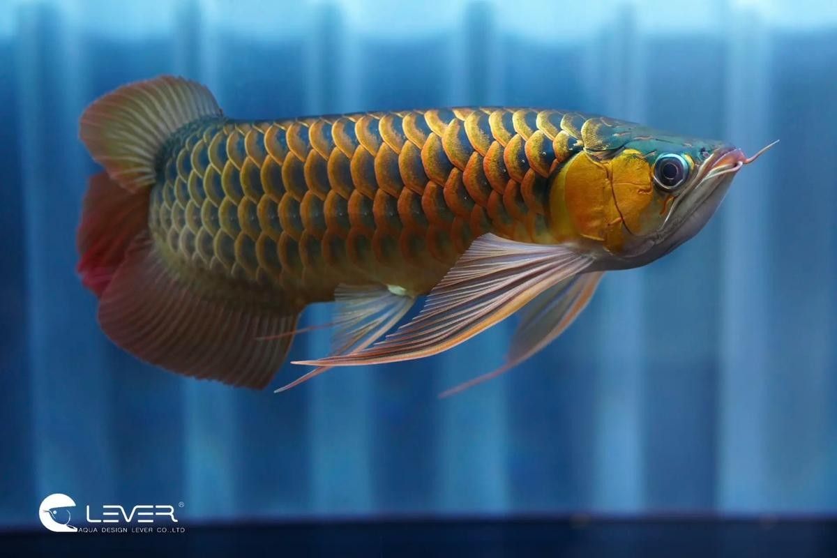 如何區(qū)分紅龍和過(guò)背金龍魚(yú)？（金龍魚(yú)和紅龍魚(yú)的區(qū)別）