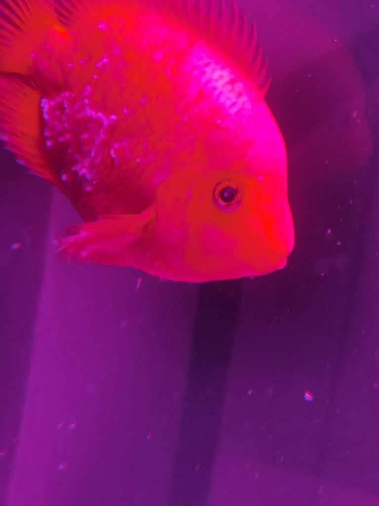 請問下我這魚什么毛病（合肥小江評論：請問下我這魚什么毛病，養(yǎng)魚過程中的關(guān)鍵因素）