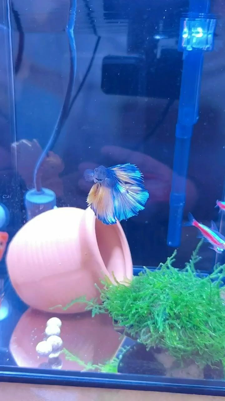 斗魚，逗魚（斗魚和逗魚是兩個不同的直播平臺）
