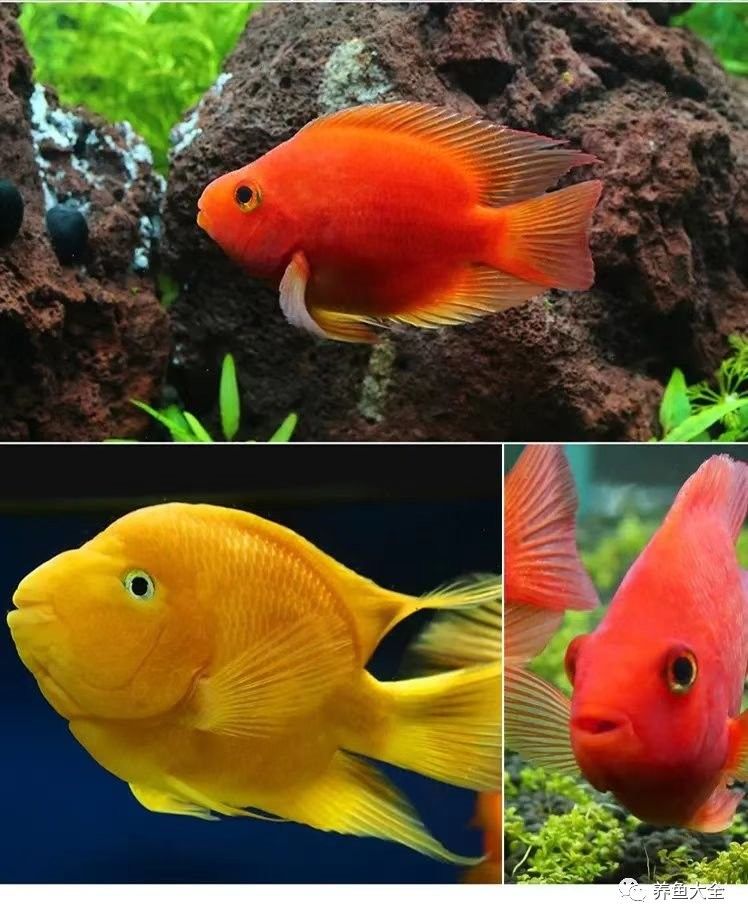 紅龍魚拒食一般持續多久（龍魚拒食可能是由多種原因引起的，） 紅龍魚拒食一般持續多久（龍魚拒食可能是由多種原因引起的，） 龍魚百科 第6張