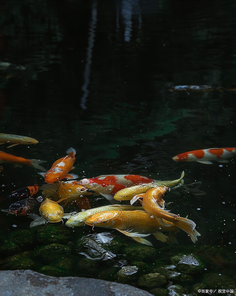 紅龍魚拒食一般持續多久（龍魚拒食可能是由多種原因引起的，） 紅龍魚拒食一般持續多久（龍魚拒食可能是由多種原因引起的，） 龍魚百科 第7張