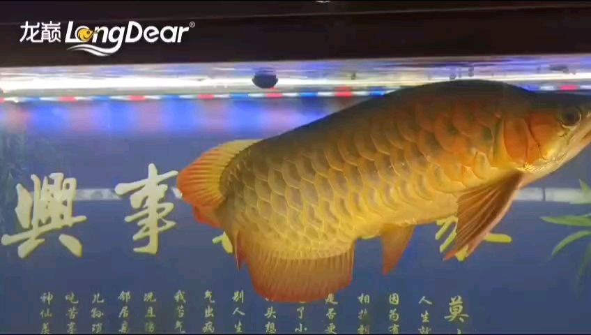 轉發906（“轉發906”對當代社會的影響）