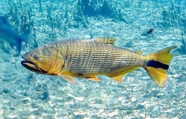 黃金河虎和龍魚混養需要多長時間適應（黃金河虎和龍魚可以混養嗎）