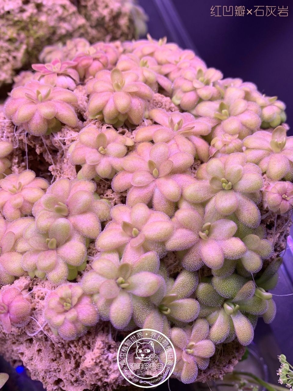 ?越美麗的植物往往用最簡單的方法種植（植物種植技巧）