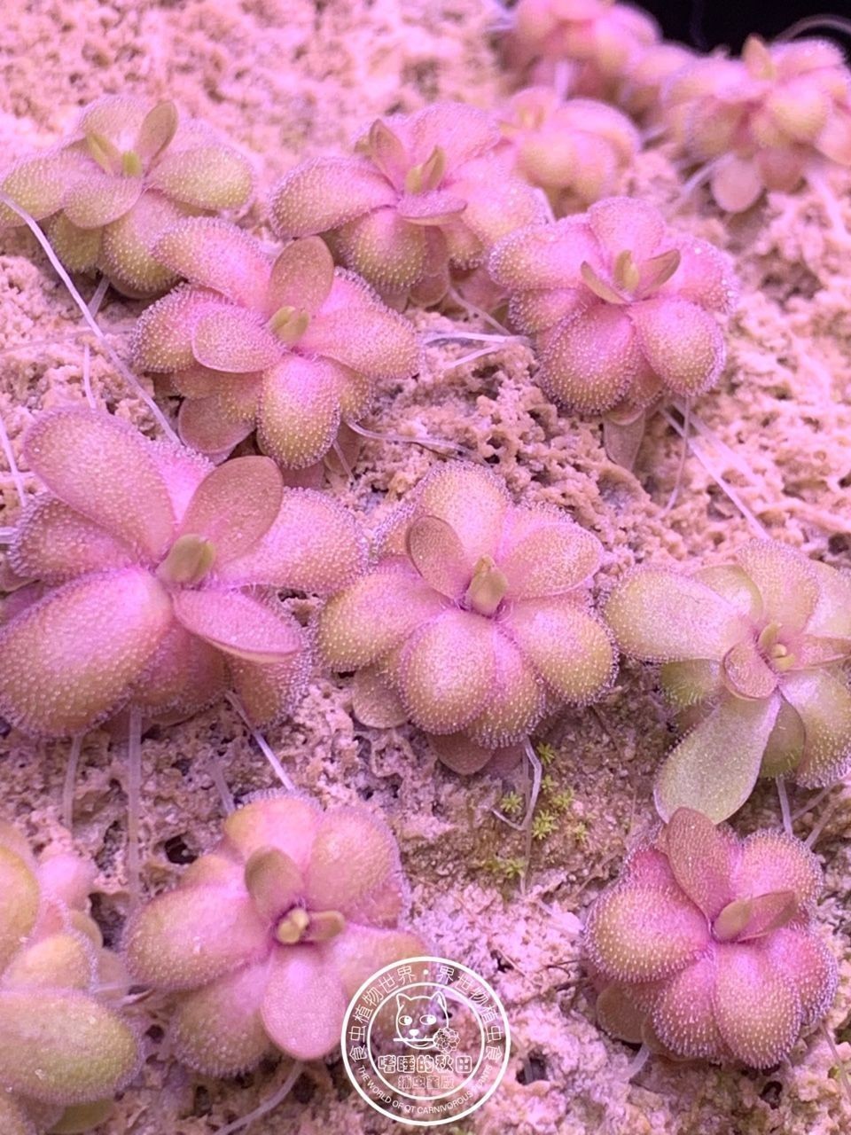 ?越美麗的植物往往用最簡單的方法種植（植物種植技巧）