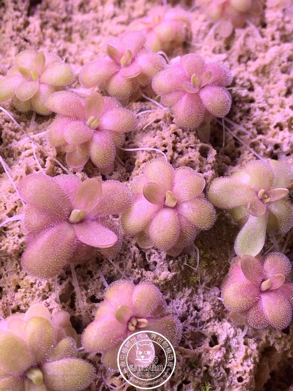 ?越美麗的植物往往用最簡單的方法種植（植物種植技巧）