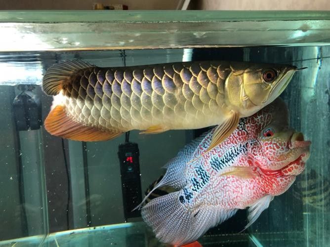 藍(lán)寶石龍魚適合什么水質(zhì)（藍(lán)寶石龍魚適合的水質(zhì)條件）