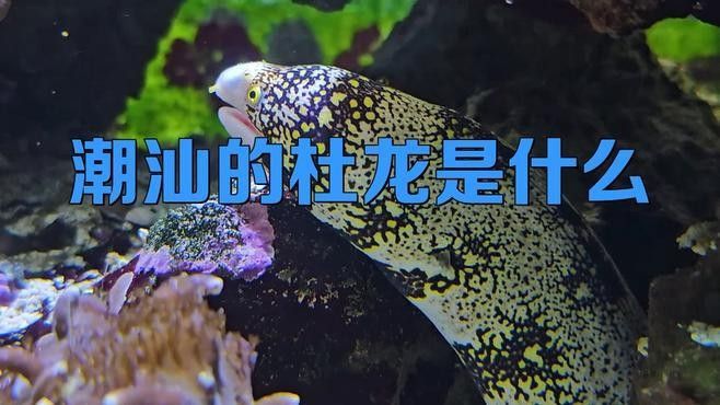 杜龍魚和龍頭魚有何區別？（杜龍魚與龍頭魚的區別）