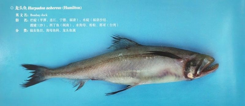 杜龍魚和龍頭魚有何區別？（杜龍魚與龍頭魚的區別）