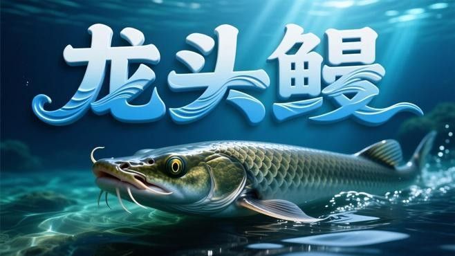 杜龍魚和龍頭魚有何區別？（杜龍魚與龍頭魚的區別）