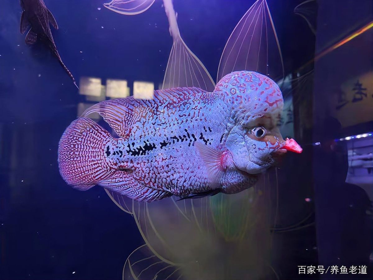 活餌消毒后還能喂魚嗎？（喂魚用的活餌需要消毒么）