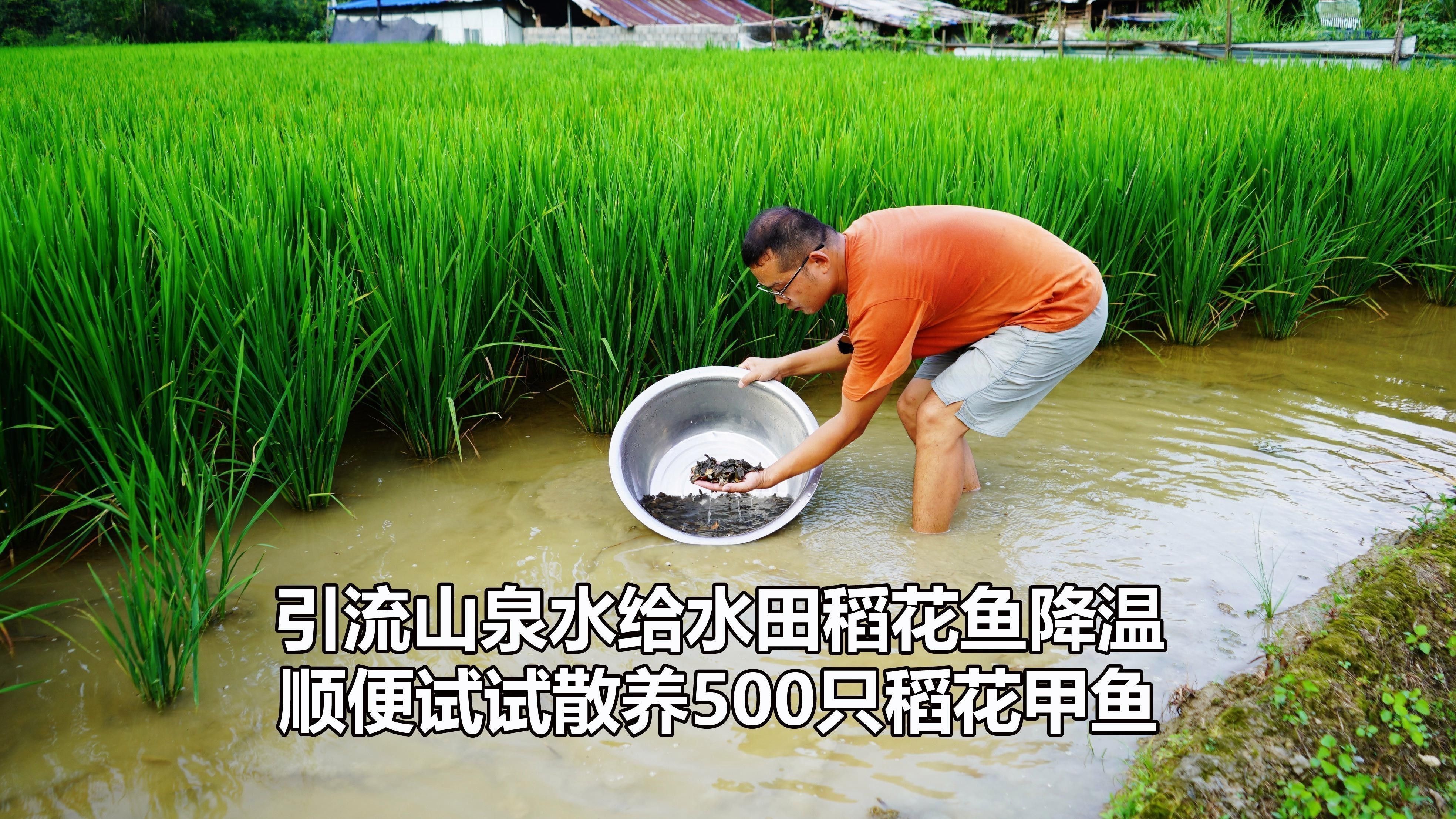 活餌消毒后還能喂魚嗎？（喂魚用的活餌需要消毒么）
