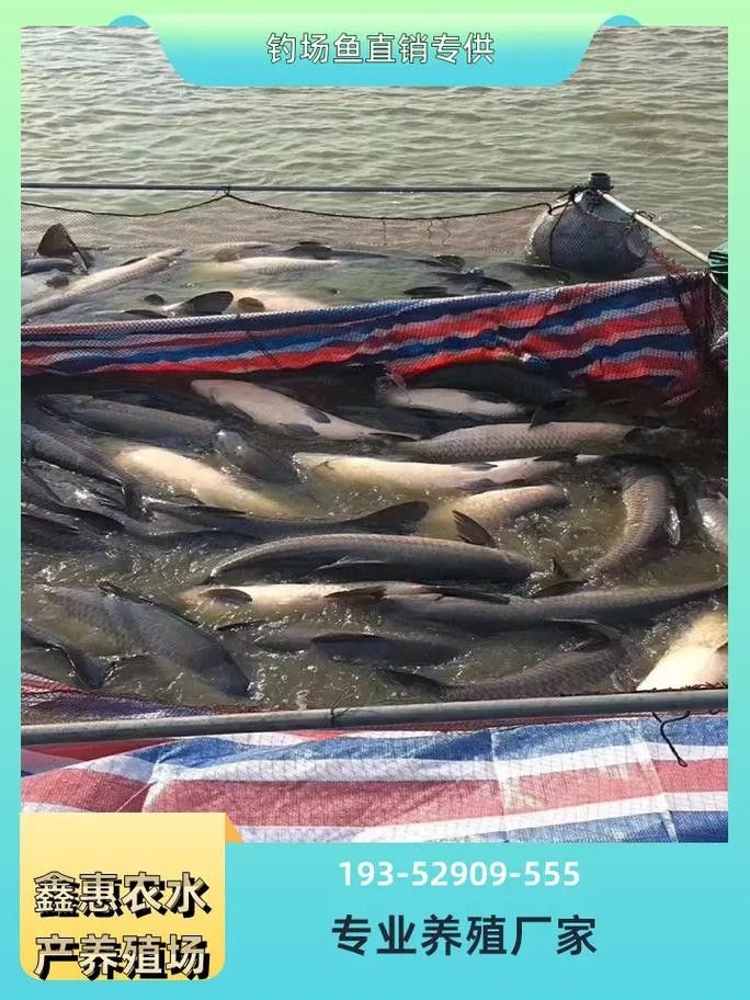 恩施龍魚養殖基地的口碑如何（恩施龍魚養殖基地怎么樣？）