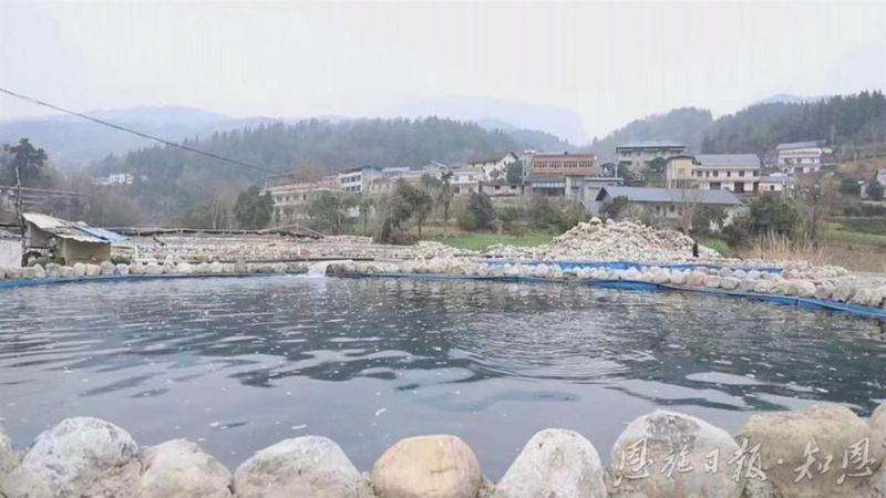 恩施龍魚養殖基地的口碑如何（恩施龍魚養殖基地怎么樣？）
