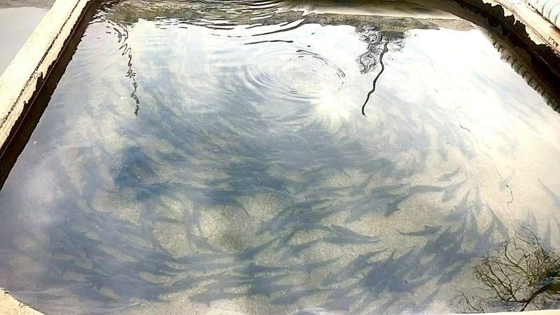 恩施龍魚養殖基地的口碑如何（恩施龍魚養殖基地怎么樣？）