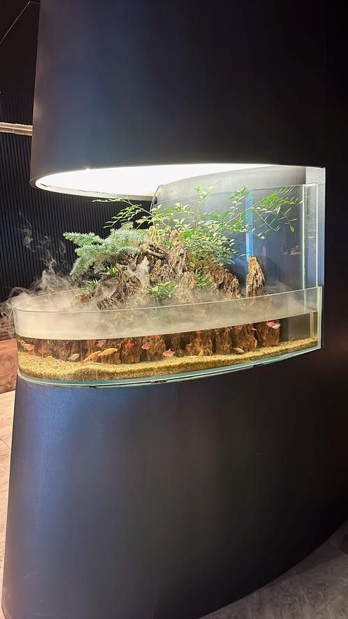 如何根據(jù)魚缸尺寸選擇水中燈（如何根據(jù)魚缸尺寸選擇合適的水中燈）