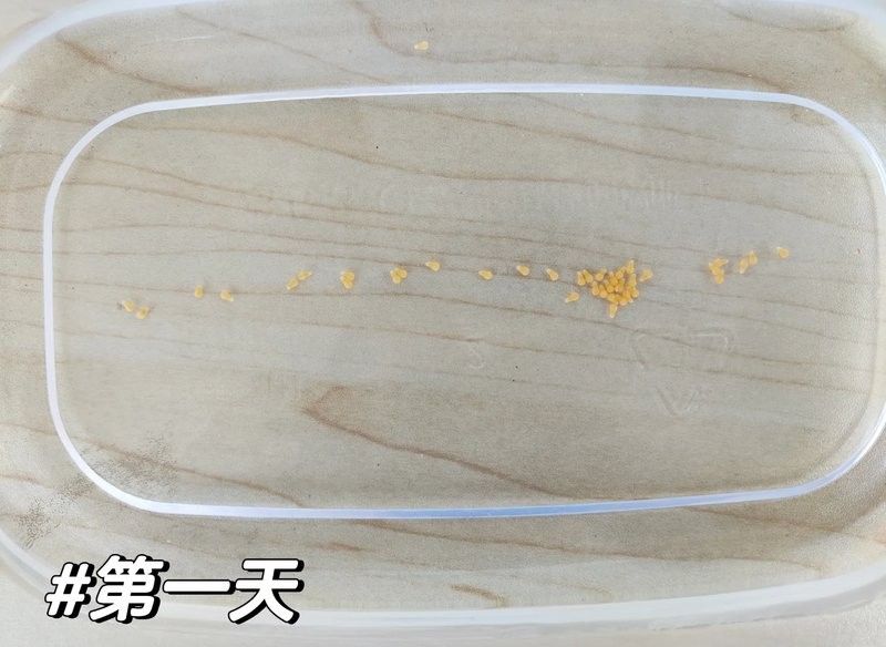 人工采集魚卵的具體步驟是什么（人工采集魚卵是水產養殖中的重要環節）