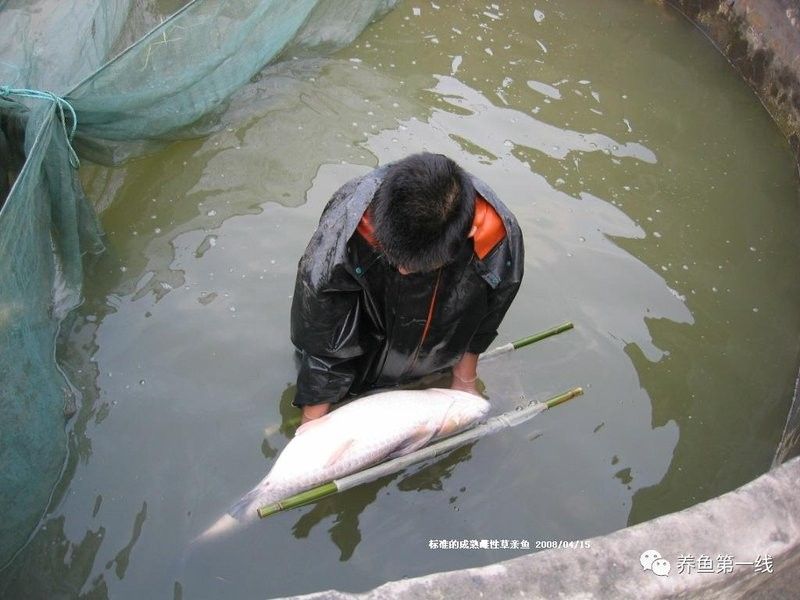 人工采集魚卵的具體步驟是什么（人工采集魚卵是水產養殖中的重要環節）