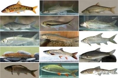 人工采集魚卵的具體步驟是什么（人工采集魚卵是水產養殖中的重要環節）