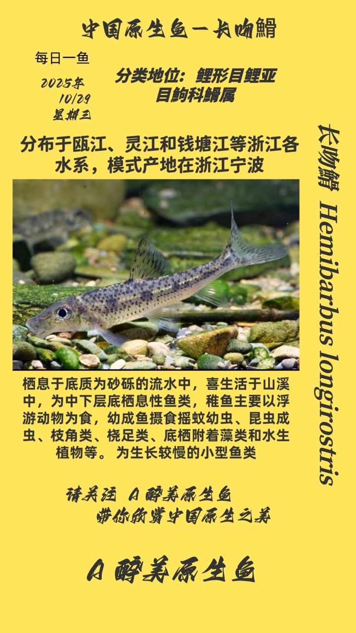 長吻?（長吻鱷生態與保護）