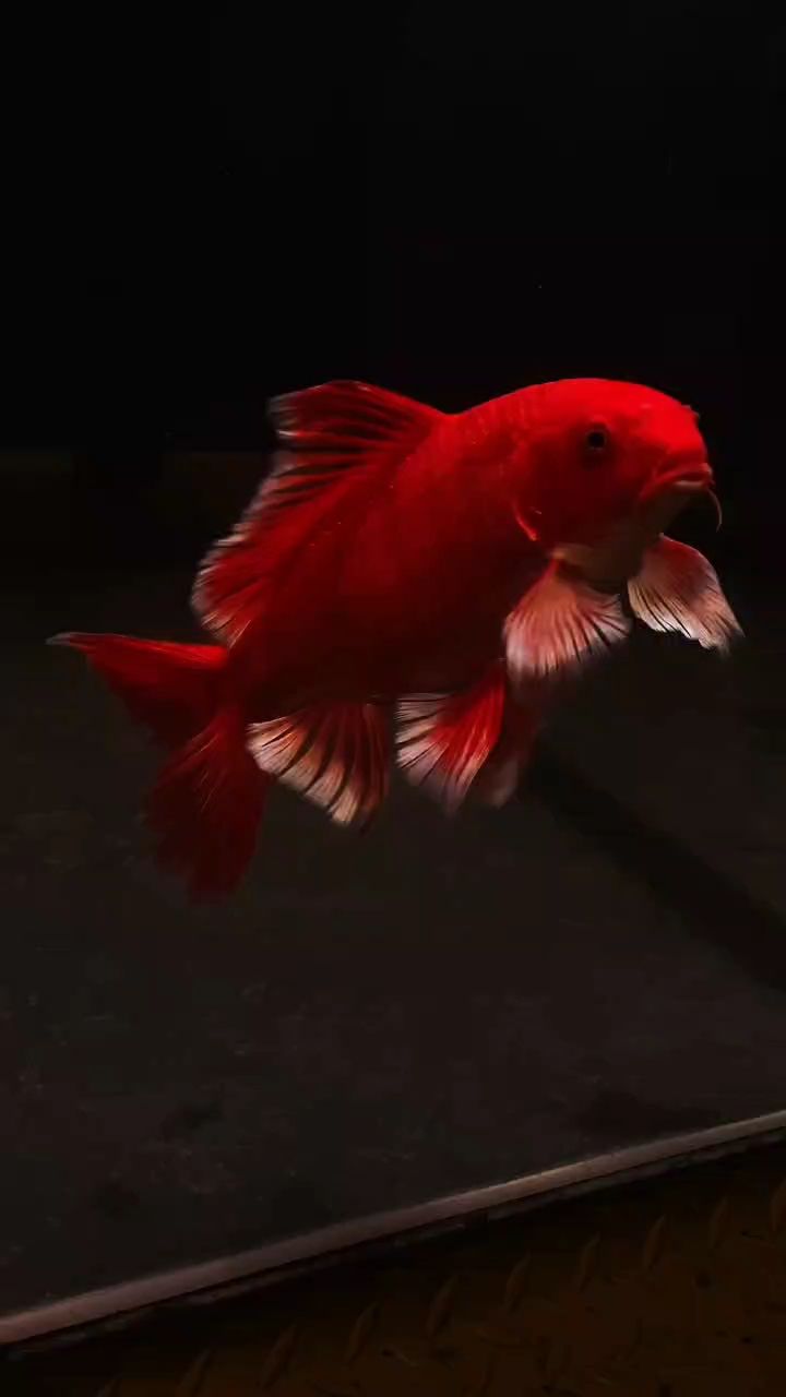 可以看看你養的魚嗎（養魚作為一項有益身心的活動，北京老寧評論：喂幾次）