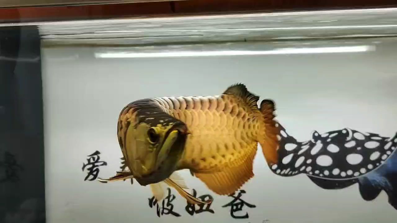 過背金（山城龍_評論：過背金具有很高的藝術價值）