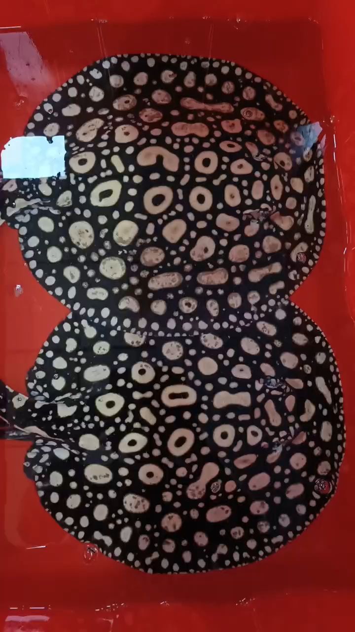 移魚（移魚是什么意思）