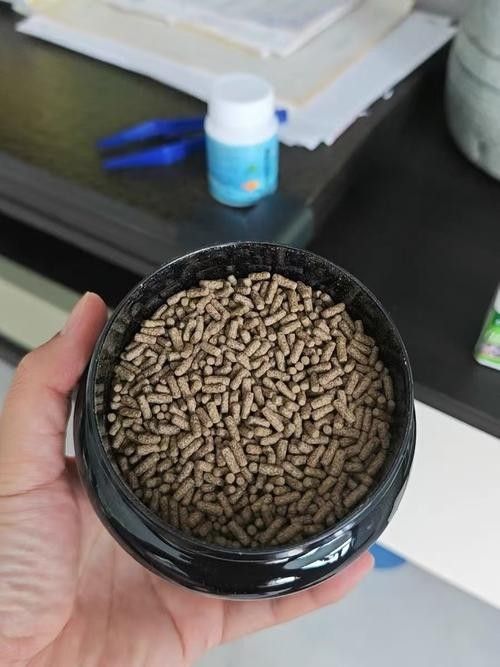 雷龍魚增色飼料有哪些品牌推薦（雷龍魚增色飼料品牌推薦）